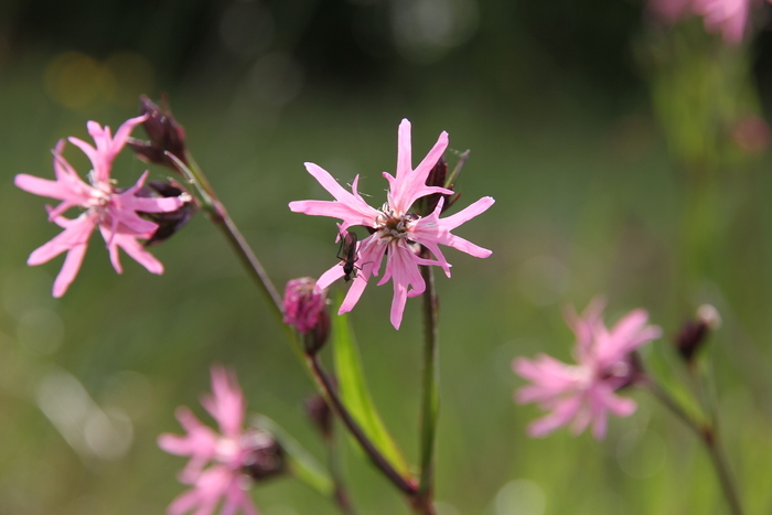 Les secrets du jardin : une promenade des sens, Le Marais Fertile, Plouasne