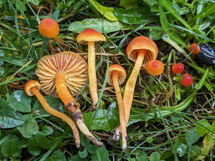 Les secrets du monde fongique : à la découverte des champignons du Jardin Botanique de Genève Jardin Botanique de Genève Chambésy