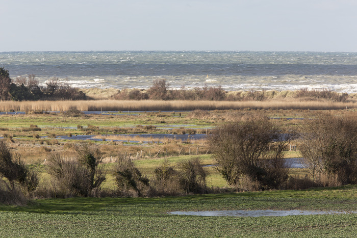 Les trésors du marais de Ver-sur-Mer/ Meuvaines Le Paisty Vert Ver-sur-Mer
