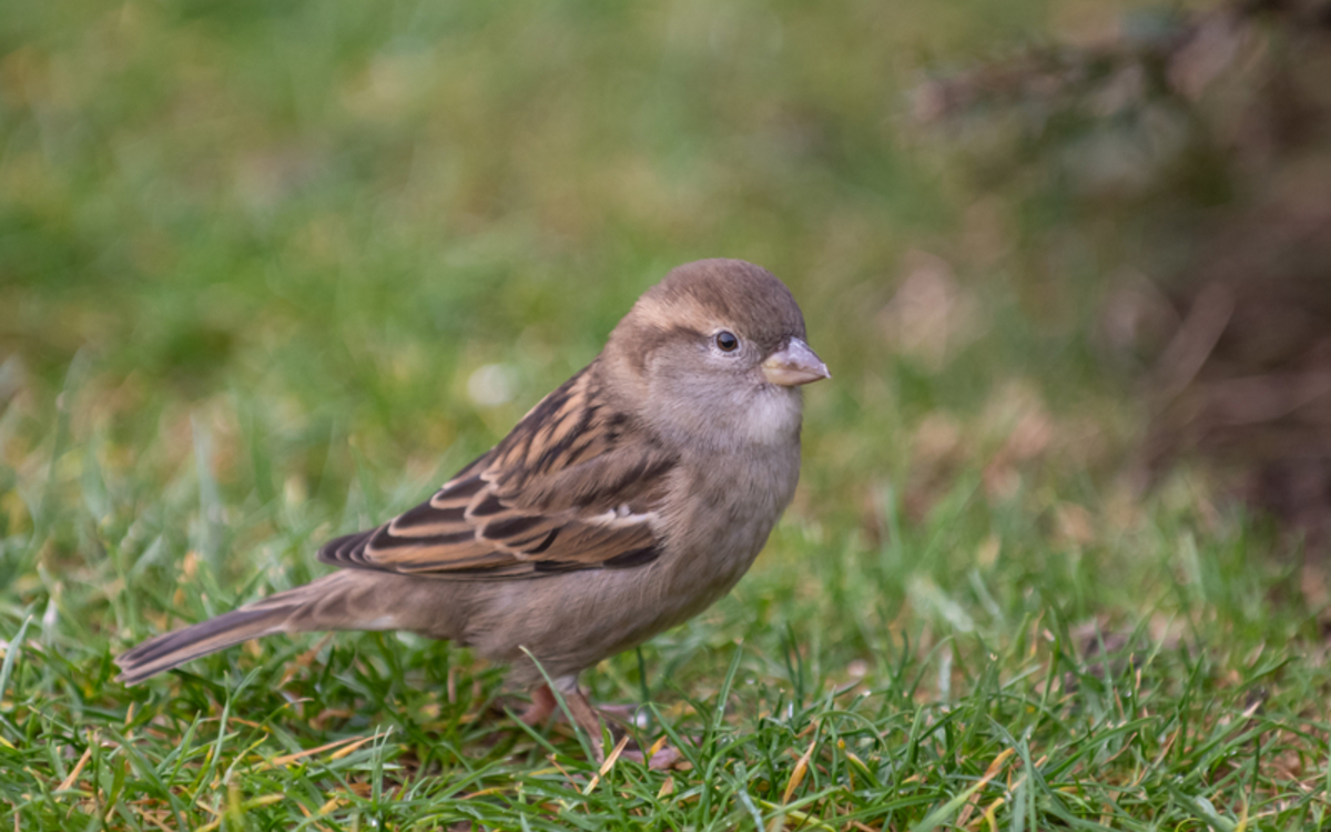 Les tribulations d&rsquo;un moineau Maison Paris Nature Paris