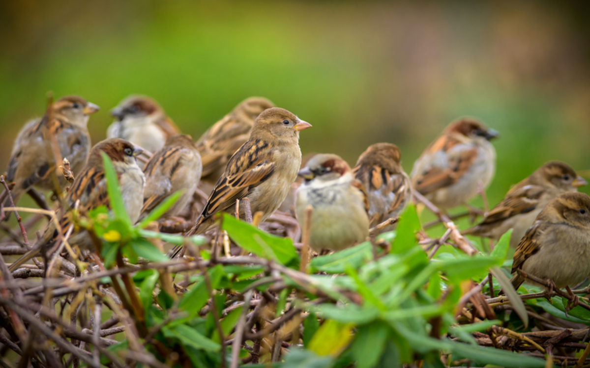 Les tribulations d&rsquo;un moineau Maison Paris Nature Paris