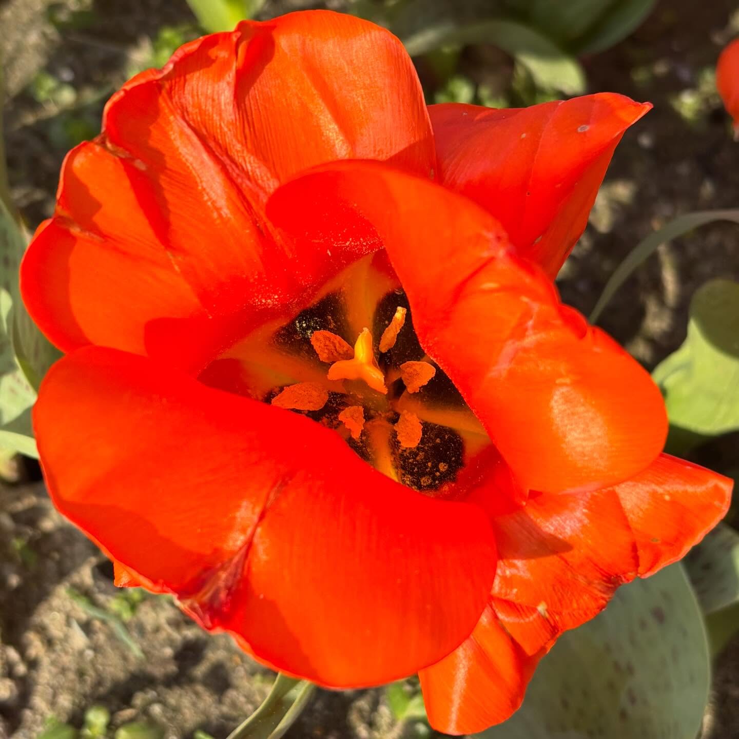 Les tulipes de la Torche à Plomeur