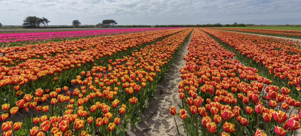 Les tulipes de la Torche