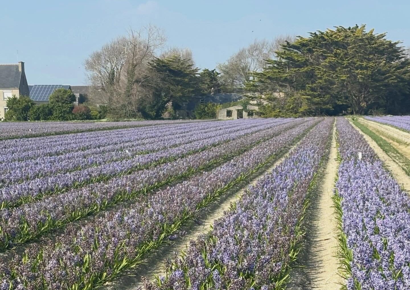 Champ fleuri à la Torche