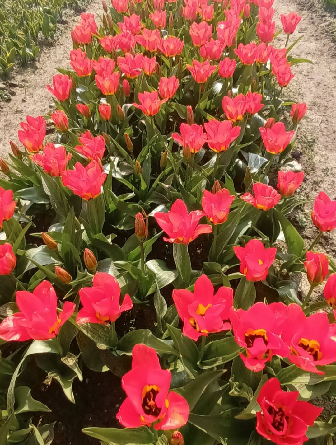 Champs de tulipes à la Torche