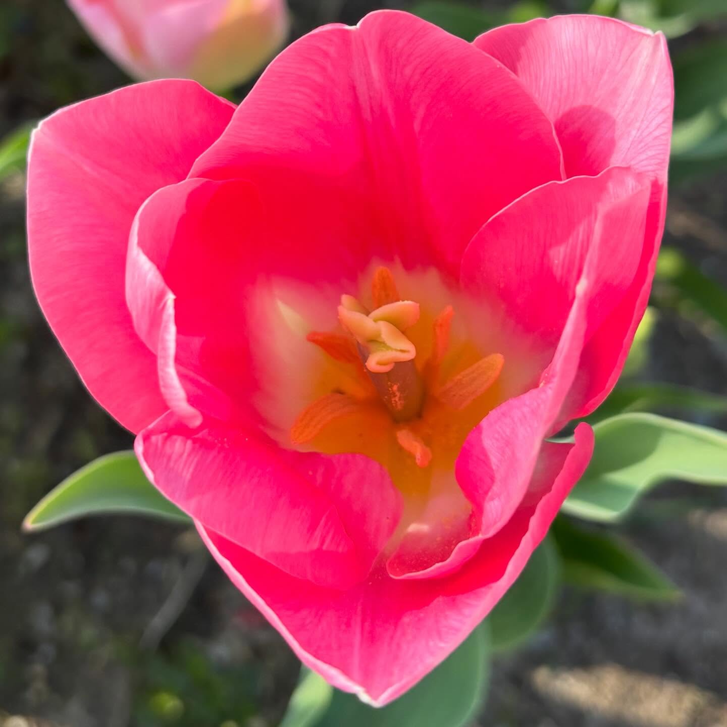Tulipes de la Torche dans le Pays bigouden