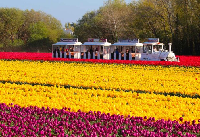 les tulipes de la Torche