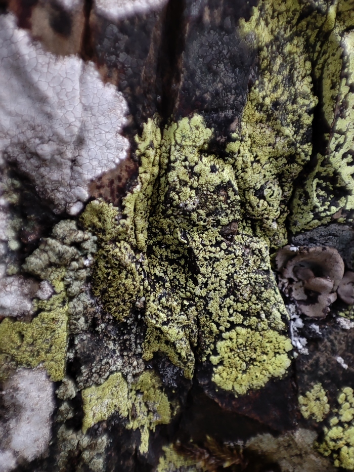 Lichens