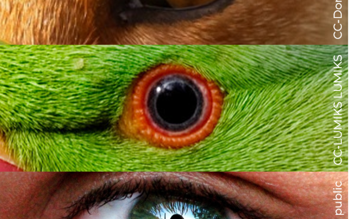 L’individu derrière l’espèce : comment redonner un visage à la biodiversité Maison Paris Nature Paris