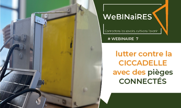Lutter contre la cicadelle avec des pièges connectés, ,