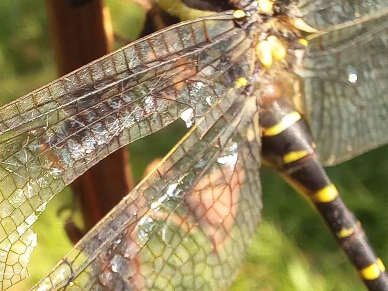 Mademoiselle libellule  Bitche