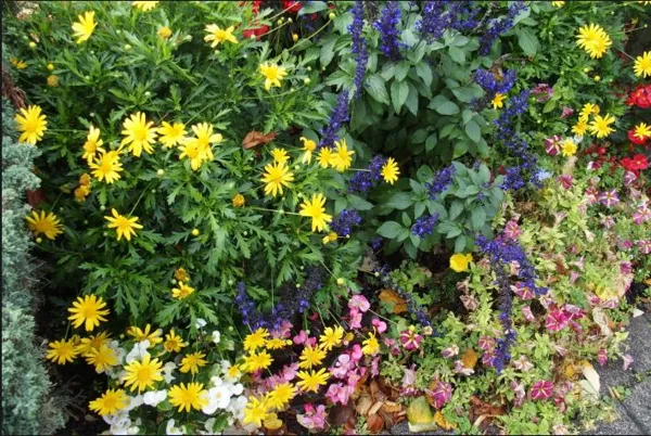 Marché aux fleurs et plants à Sainte Eulalie d&rsquo;Olt  Sainte-Eulalie-d&rsquo;Olt