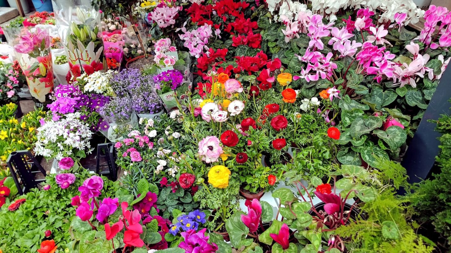 Marché aux fleurs  Os-Marsillon