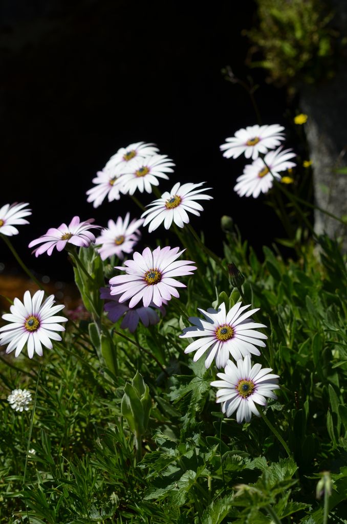 Marché aux plants fleurs  Saint-Martial-le-Mont