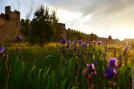MARCHE ENTRE GARRIGUE ET PLAINE VITICOLE   Montpeyroux