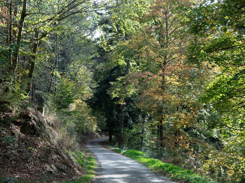 Marche populaire  Neubois