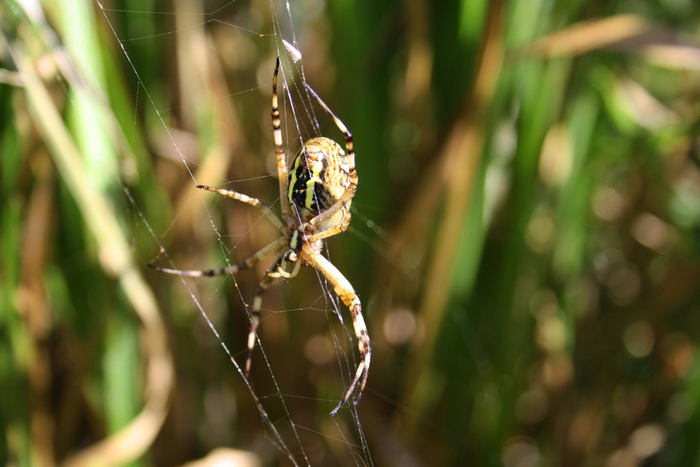 Même pas peur !, Devant l’espace culturel du Houlme, Briouze, Briouze