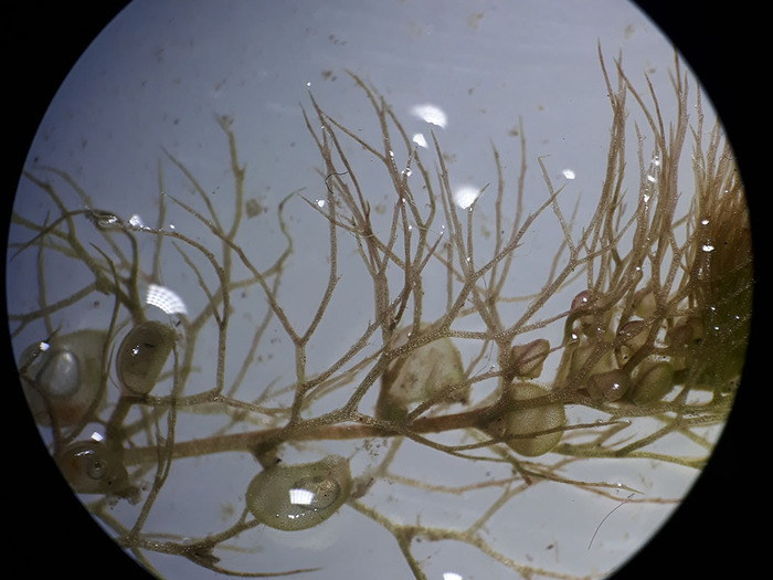 Microplongée en eau douce, Cité des sciences et de l&rsquo;Industrie, Paris