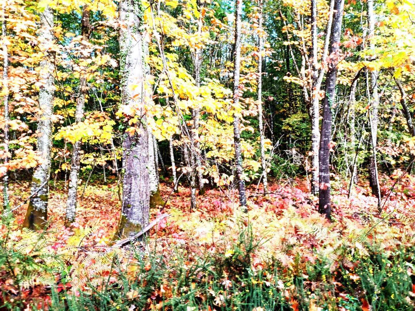 Milpas Sorgeais Boucle forêt de Lanmary  Sorges et Ligueux en Périgord