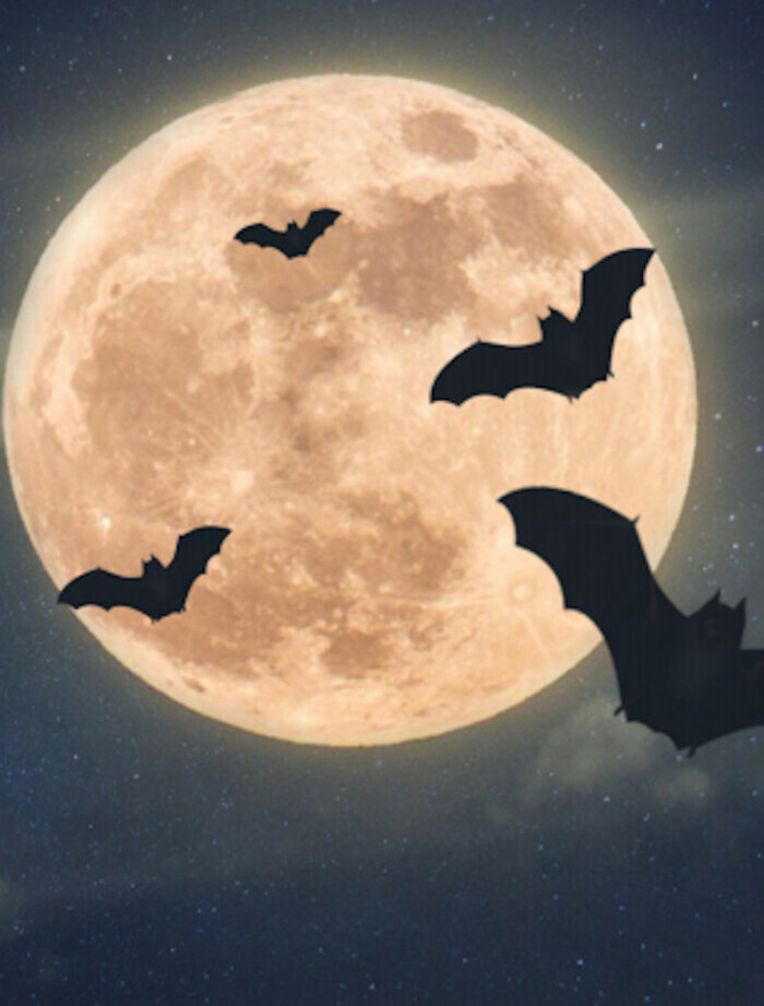 Nuit de la Chauve-souris au Château de Crévecoeur-en-Auge, Chateau de Crévecoeur-en-Auge, Mézidon Vallée d&rsquo;Auge