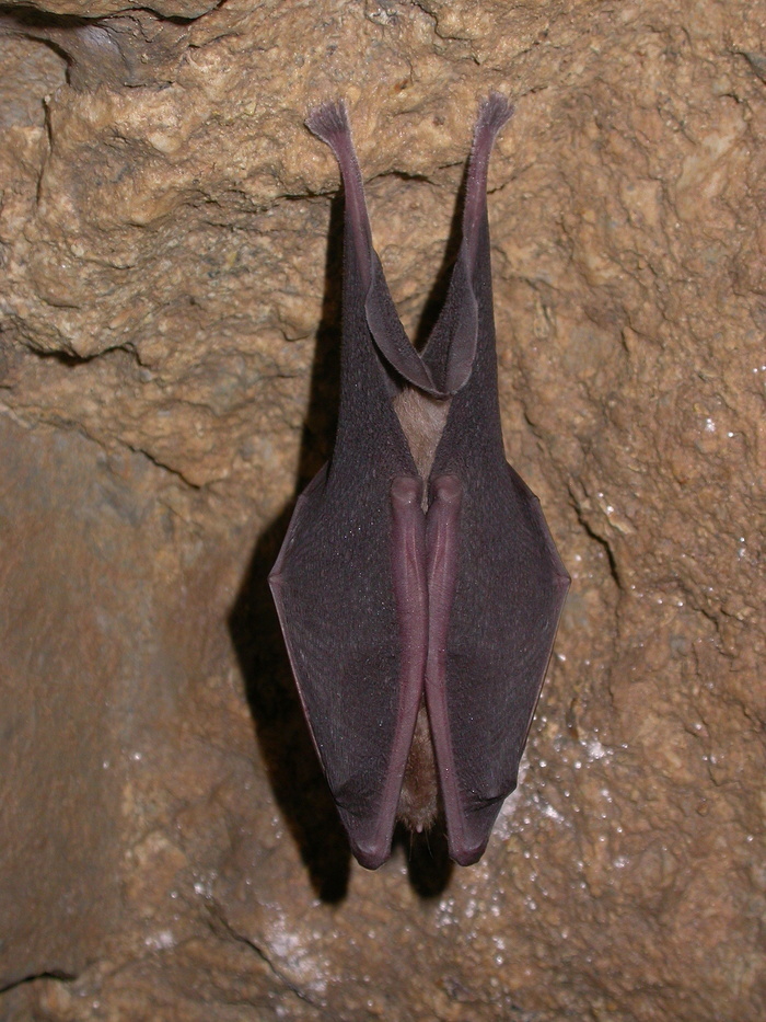 Nuit internationale de la chauve-souris à la Brèche au Diable, Parking de l’Eglise, Soumont-Saint-Quentin