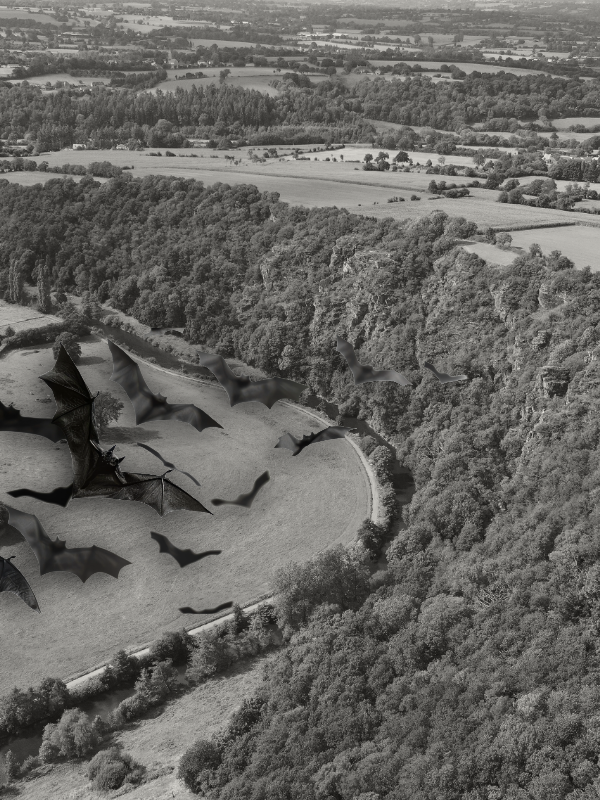 Nuit internationale de la chauve-souris aux Roches de Ham  Condé-sur-Vire