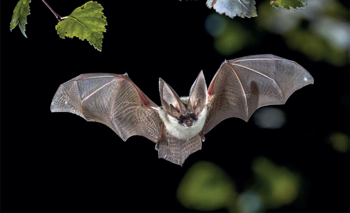 Nuit internationale de la chauve-souris - Balade au clair de lune Domaine de Villarceaux Chaussy