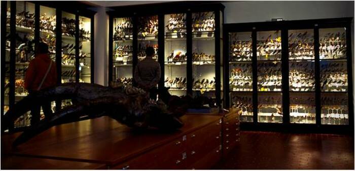 Nuit & Musées Galleria di Storia Naturale dell'Università degli Studi di Perugia Deruta