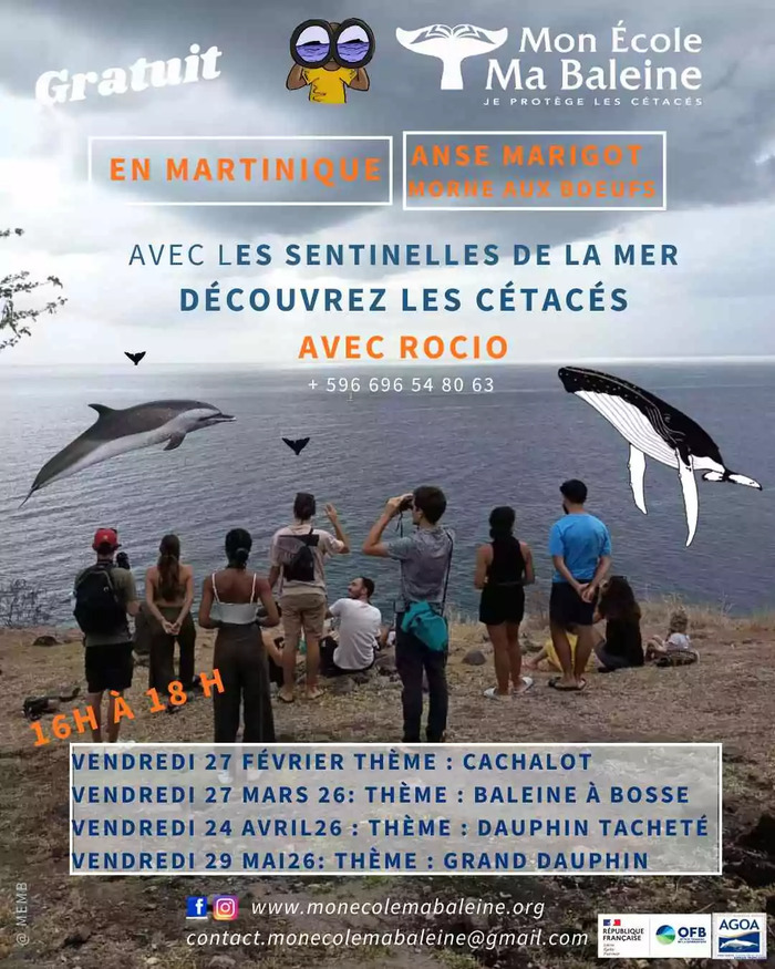 OBSERVATION DES CÉTACES AVEC MON ECOLE MA BALEINE, Le Carbet, Le Carbet