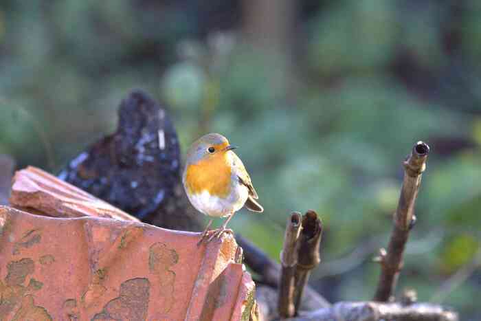 Observation des oiseaux du jardin, Jardin pédagogique de Sarcelles, Sarcelles