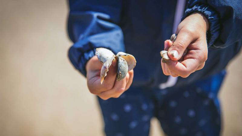 Observer les coquillages  La Teste-de-Buch 2026-07-30