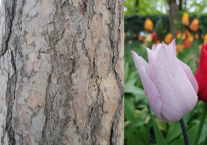 Observer les végétaux avec les jardiniers d'art du Louvre Jardin des Tuileries