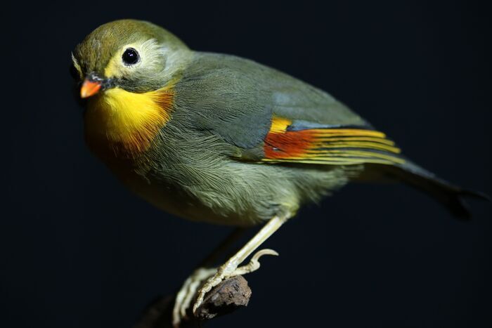 Oiseaux voyageurs, Muséum d’histoire naturelle, Auxerre