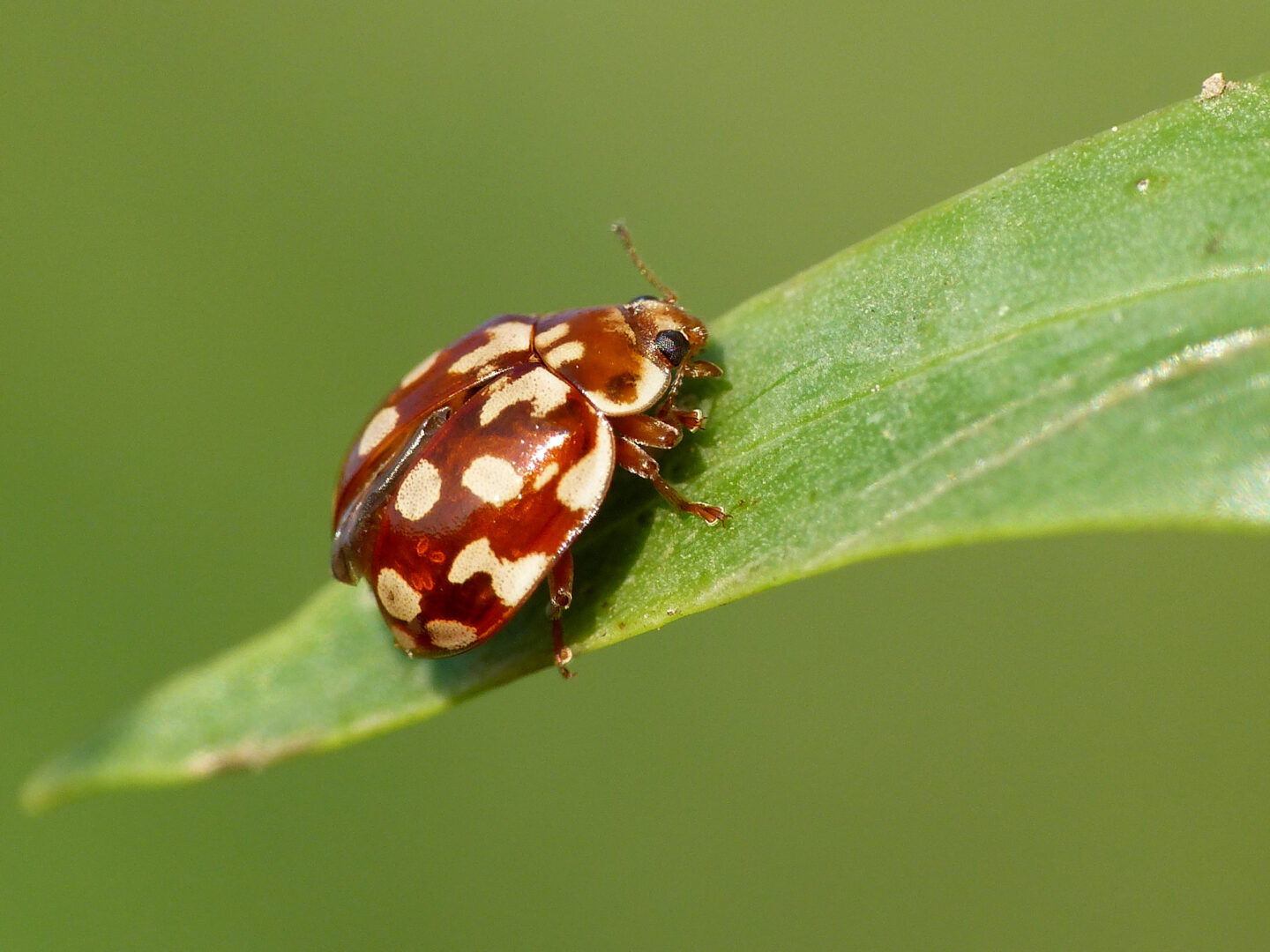On fait le point… sur les coccinelles !  Saint-Georges-de-Rouelley