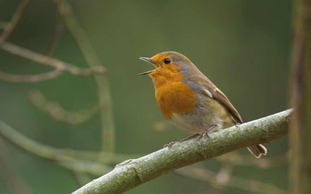 On révise les chants des oiseaux en visio ! Maison Paris Nature Paris