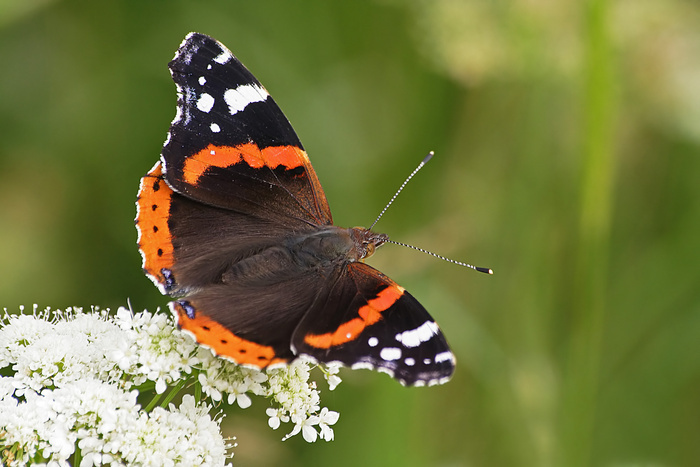 Opération papillons, Parc Rosa Bonheur, Lomme