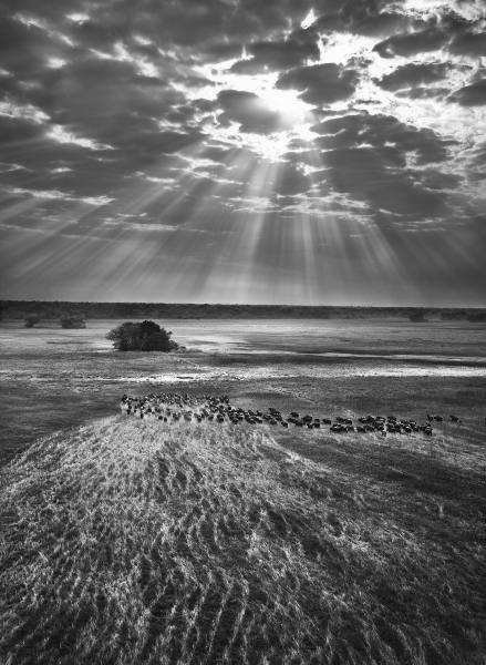 Un troupeau de buffles d’Afrique (Syncerus caffer), Par national de Kafue, Zambie, 2010