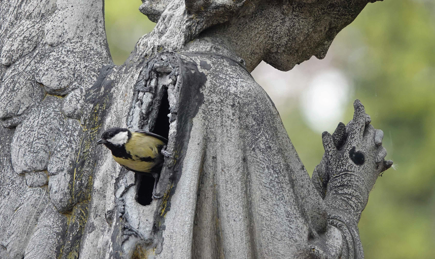 Mésange et statue d'ange