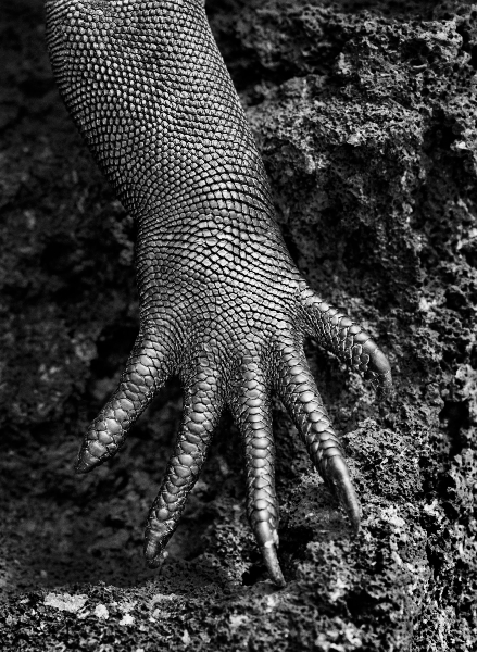 Un iguane marin, Galápagos, Equateur, 2004, série “Genesis”