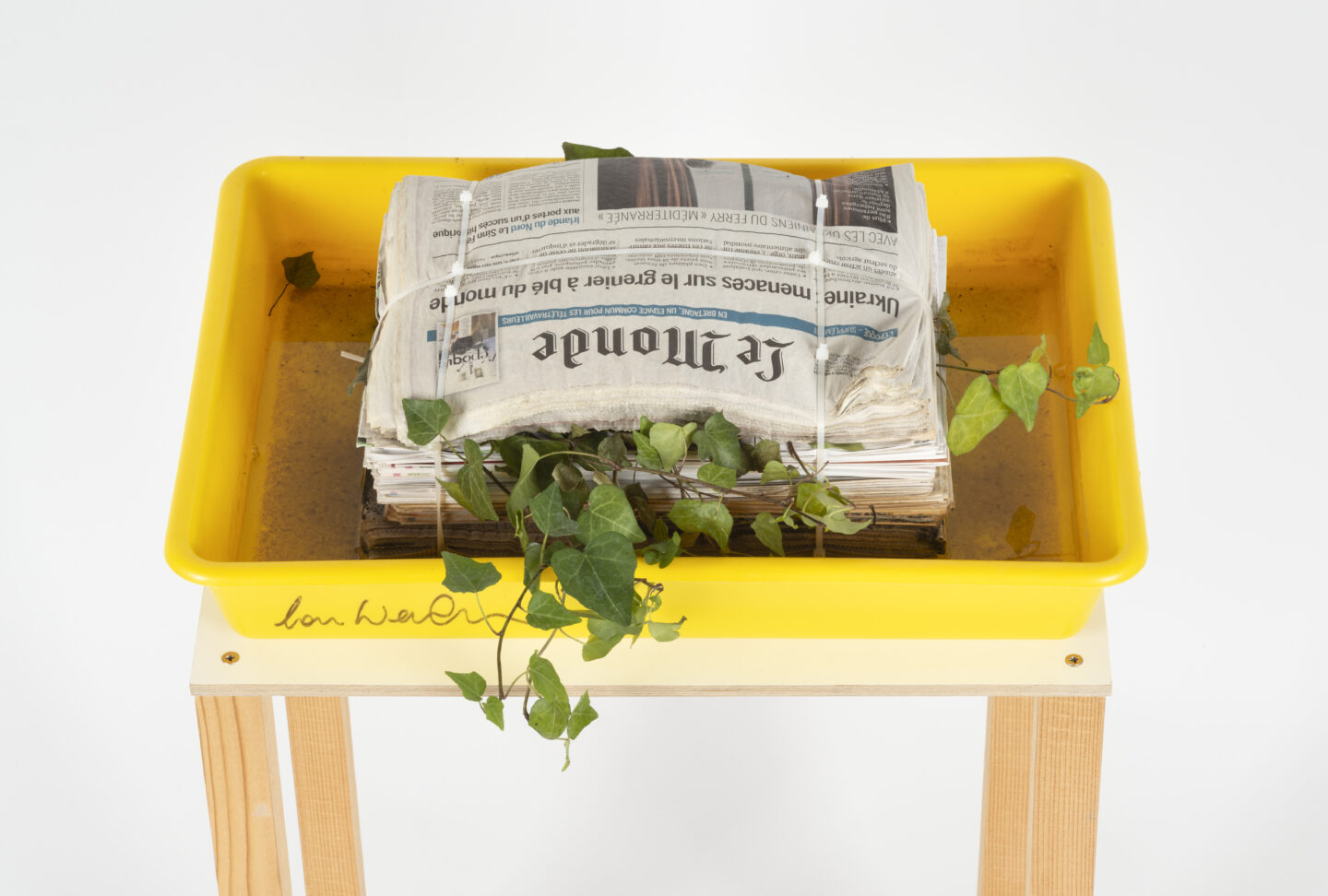 Bac jeune avec lierre s'échappant d'un tas de journaux