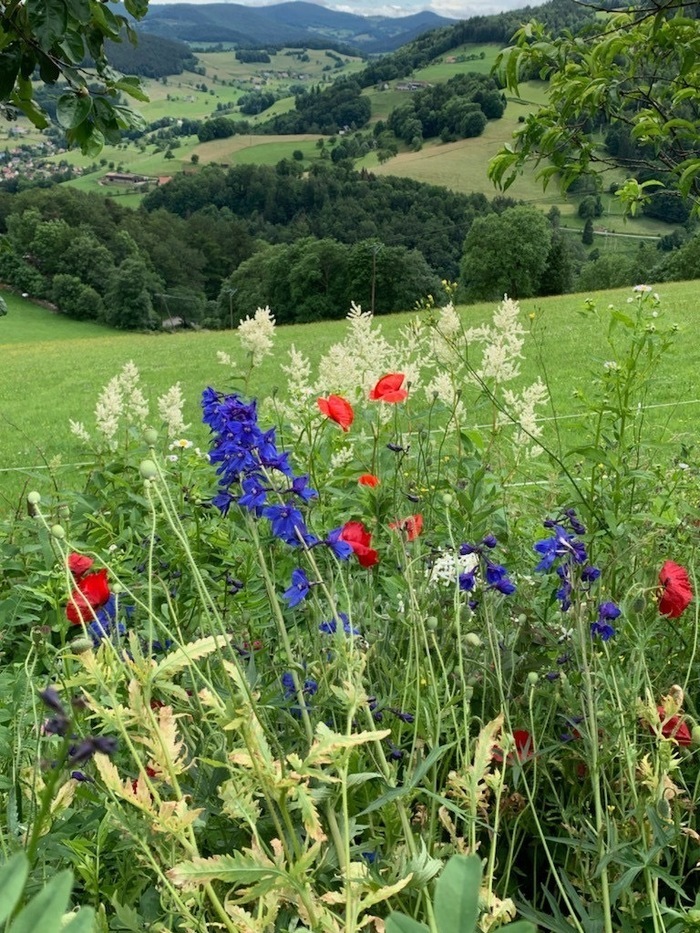 Ouverture du jardin du bout de la forêt Jardin du bout de la forêt Lapoutroie