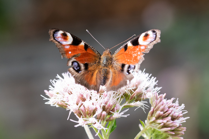 Papillonnages à Montormel, Parking du mémorial de Montormel, Coudehard