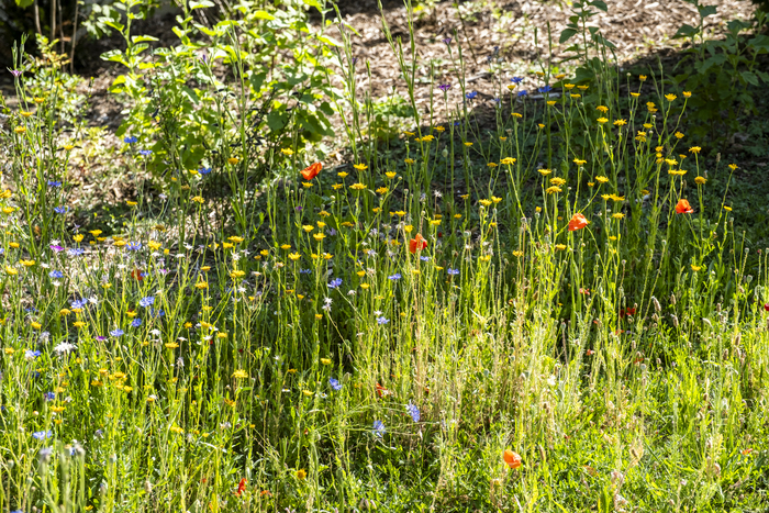 Parcours d’observation du monde vivant au Parc André Malraux, Parc André Malraux, Thiais