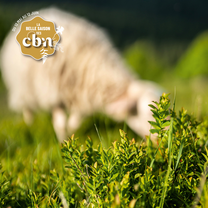 Partons à la découverte des landes à Myrtille, un milieu emblématique de la Montagne Limousine et des pratiques pastorales qui la favorisent – Corrèze, Ferme de la Monédière, Chaumeil