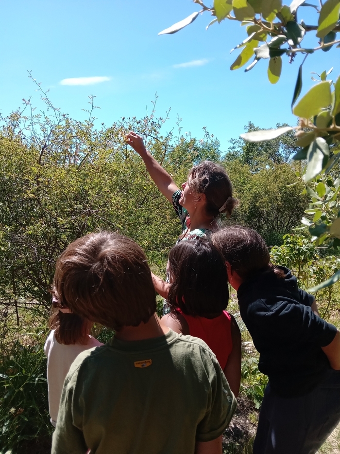 Petite roseraie La Roseraie de Gérenton Bédoin