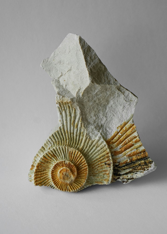 Pint of sciences Les fossiles de Normandie et l’évolution des espèces 5 rue de la libération La Haye 2026-05-20