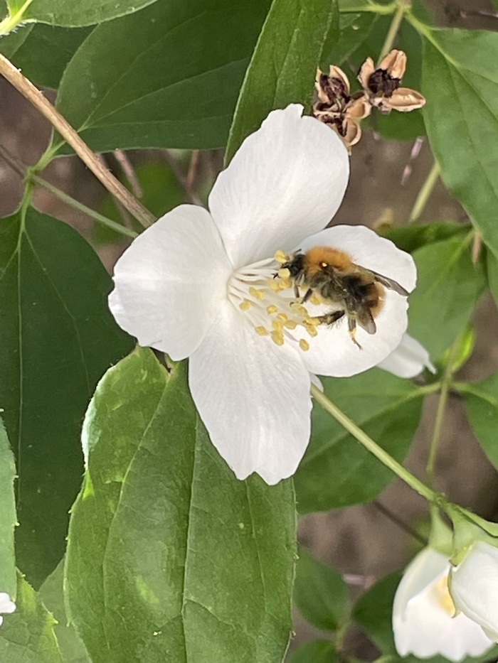 Pollinisateurs en action Pôle Culturel et Scientifique Alès
