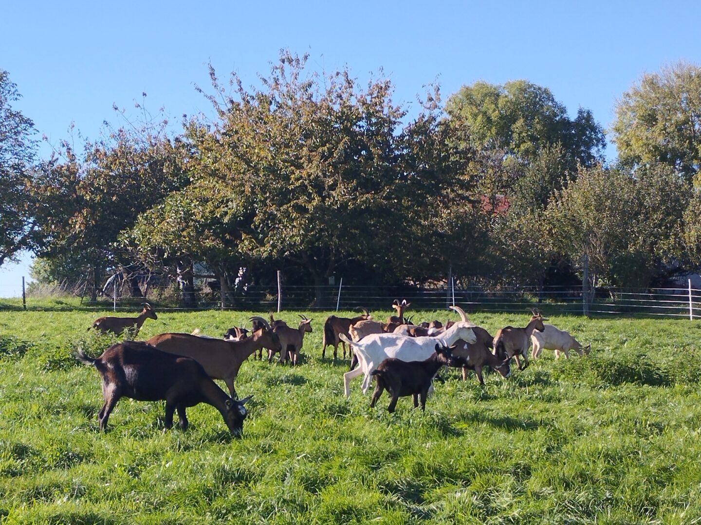 Portes ouvertes à la ferme 1332 Chemin de Veyrinas Jumilhac-le-Grand 2026-05-17