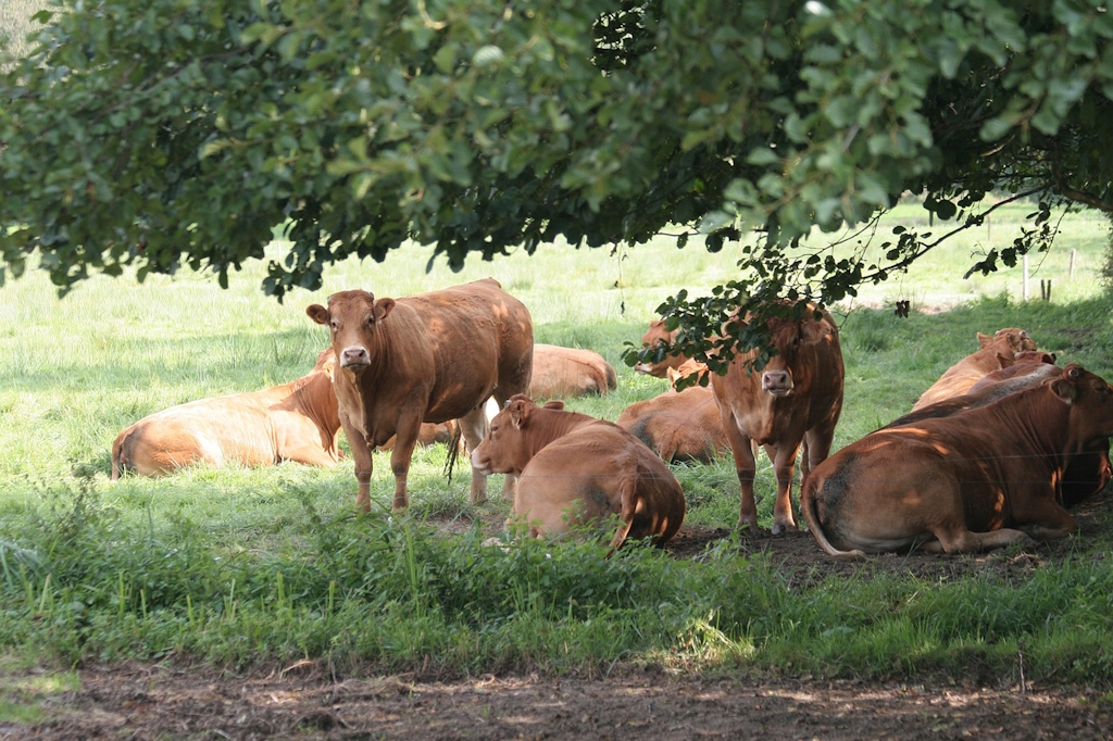 Portes ouvertes et marché à la ferme Ferme de la Vallée des Vaches Magnac-Laval