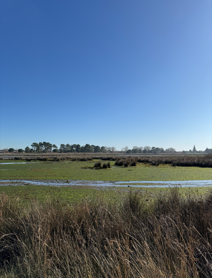 Prés Salés Ouest, découverte faune et flore  La Teste-de-Buch